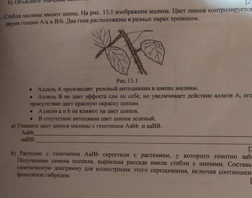 11. Стебли малины имеют шипы. На рис. 13.1 изображена малина. Цвет шипов контролируется двумя генами