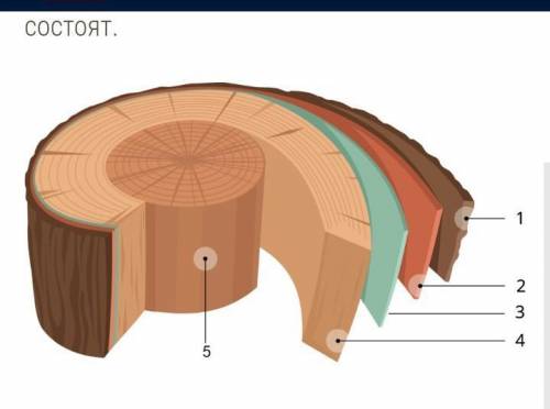 где луб , камбий , пробка , сердцевина и древесина