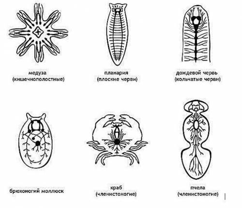На рисунке приведены примеры строения нервной системы беспозвоночных. Опишите, что между ними общего