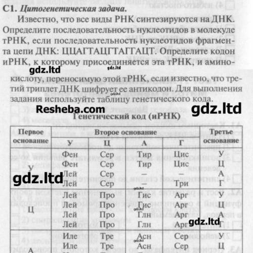 Цитогенетическая задача. Известно, что все виды РНК синтезируются на ДНК. Определите последовательно