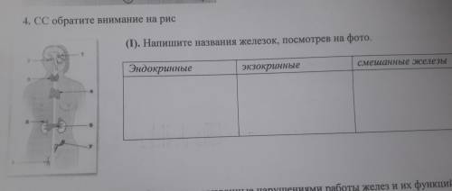 (1). Напишите названия железок, посмотрев на фото. Эндокринные, экзокринные, смешанные железы