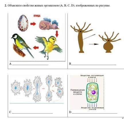 2. Объясните свойства живых организмов (А, В, С, D), изображенных на рисунке.   УМОЛЯЮ:(