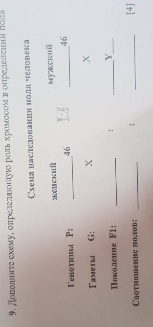 9. Дополните схему, определяющую роль хромосом в определении пола Схема наследования пола человека ж