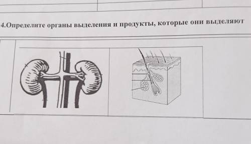 4.Определите органы выделения и продукты, которые они выделяют Gh А