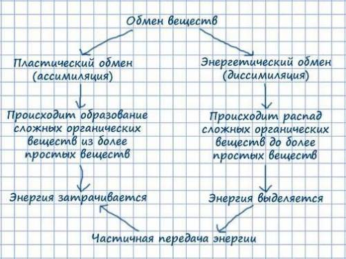 Где синтезируются углеводы из глюкозы? Какие функции выполняют углеводы в клетке? Какие функции выпо