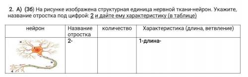 2. A) (36) На рисунке изображена структурная единица нервной ткани-нейрон. Укажите, название отростк