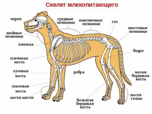 Внутреннее строение млекопитающих )