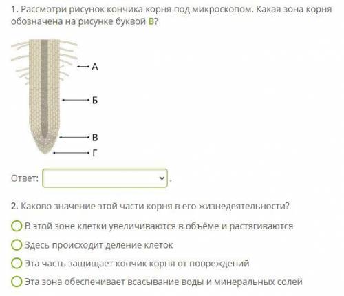 (30б !! 1) рассмотри рисунок корня под микроскопом. какая зона корня обозначена на рисунке буквой В?