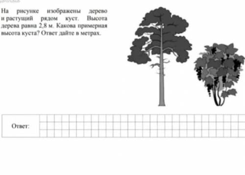 на рисунке изображены дерево и рядом растущий куст. высота дерева равна 2,8 м. какова примерная высо