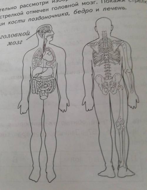 3) внимательно рассмотри изображение тела человека. На сунке стрелкой отмечен головной мозг. Покажи 