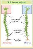 розгляньте будову чоловічого та жіночого гаметофіту зозуленогольону. Яку відмінність в будові гамето