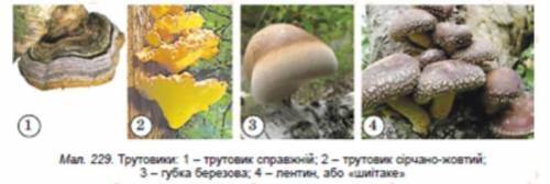 13. Установіть вiдповiднiсть між грибами та їх значенням: А трутовик Б В r 1 2 мукор 3 4 фітофтора б