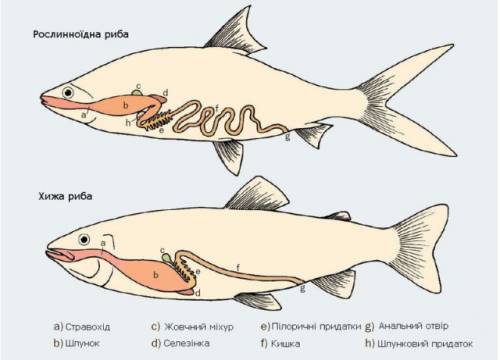 Пищеварительная система у рыбы (рис.)