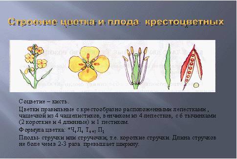 Рисунок цветка и плода редьки дикой