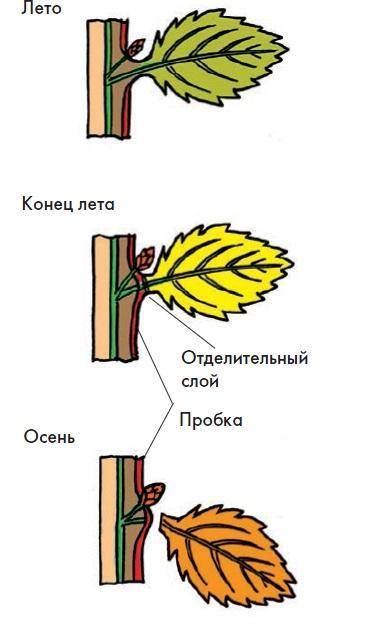 1)почему урожай на полях , защищенных лесополосами, особенно в засушливое лето, получает выше, чем н