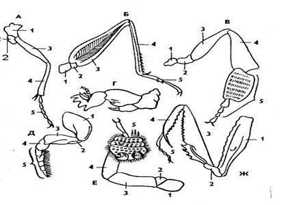 Из скольких элементов состоит конечность насекомого? ?