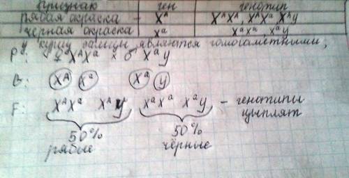 Рябая окраска курицы определяется доминантным геном, черная-рецессивным локализоваными в х-хромосоме