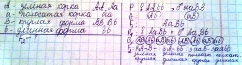 Уплодов арбуза корка может быть зеленая или полосатая, форма плода - длинная или круглая. гомозитное