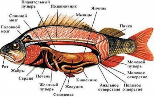 7класс изучите таблицу 