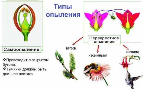 Самоопыление растений(примеры) перекрёстное опыление(примеры)