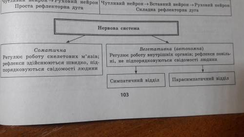 Порівняти будову і функції соматичної і вегетативної нервових систем!