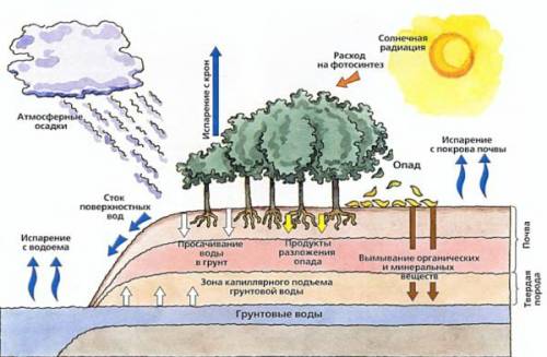 Как происходит биологический круговорот в его значения для нашей планеты? ?