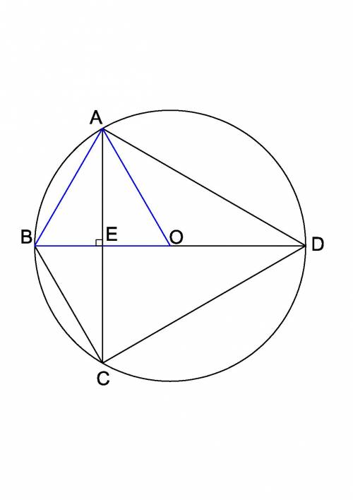 Отрезок bd-диаметр окружности с центром o.хорда ac делит пополам радиус ob и перпендикулярна к нему.