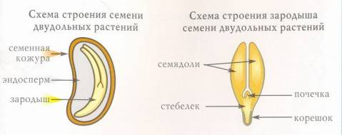 Cтроение семян двудольных растений- подсолнечник, огурец, дыня, арбуз, тыква, яблоня,абрикос, вишня,