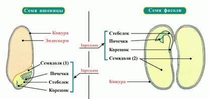 Колькі ўсяго кустоў руж пасадзілі, калі чырвоных руж пасадзілі 30 кустоў, а белых — на 4 кусты менш?