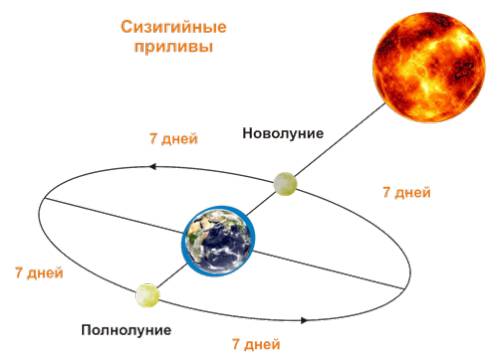 Ввиде схемы изобразите два вида приливов: сигизийный и квадратурный