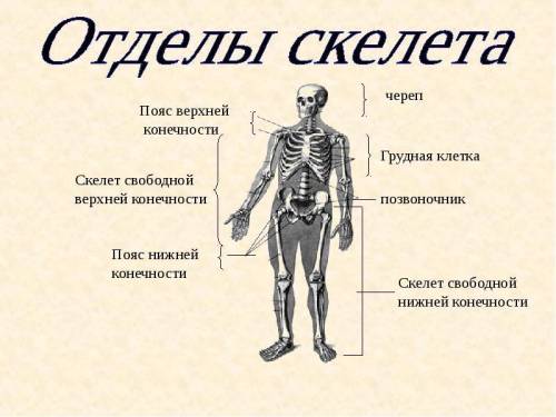 На какие отделы делится скелет человека