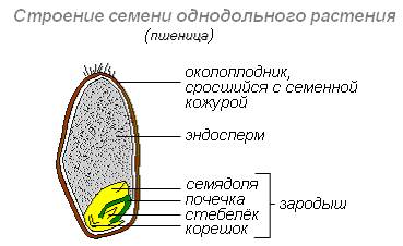 Из каких частей состоит семя пшеницы