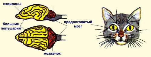 Вова Колесников говорит по телефону с Катюшей Персиковой. Петя слышит только ответы Вовы и ничего не