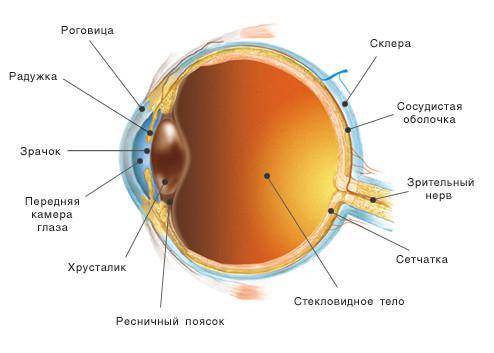 Какие самые главные части строения глаза?
