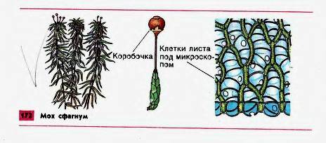 1. из каких частей состоят мхи? 2.как делятся клетки мхов (можно рисунок или письменно) 3. как устро