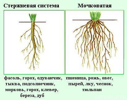 Чем отличается стержневая корневая система от мочковатой?