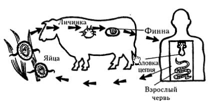 Какой из приведенных графиков отражает зависимость силы тока от напряжения для линейного металлическ