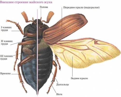 В фруктовом саду было собрано 1400 кг слив. Четвёртую часть всех собранных слив отправили на консерв