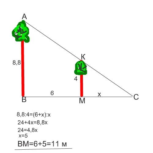 Дерево высотой 8.8 м отбрасывает тень.оно полностью заслоняет от солнца дерево высотой 4м,находящеес