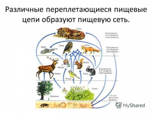 Составить три сети питания в наземно воздушной и водной экосистеме