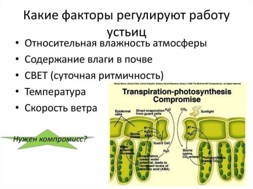 При каких факторах открывается устьице листа​