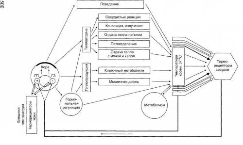 Каким образом в организме человека регулируется температура тела? объясните механизм данной регуляци