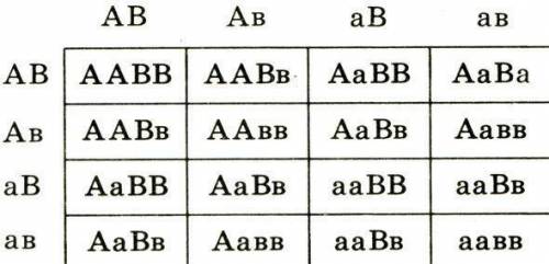 Определите соотношение фенотипов у потомков при дигибридном скрещивании двух гетерозиготных организм