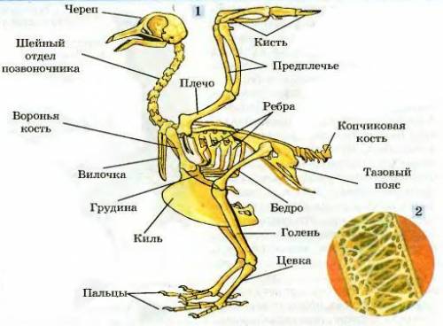 Сравнение скелета лошади и птицы​