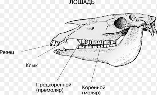 Карточка no 25м1. напишите, к какому отряду относится животное, имеющее такойчереп. почему так счита