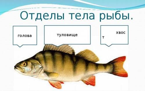 Найдите отделы тела рыбы : голову,туловище, хвост ( с рисунком ).установите их границы .