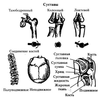 Как называется подвижное соединение костей? ответ: сустав