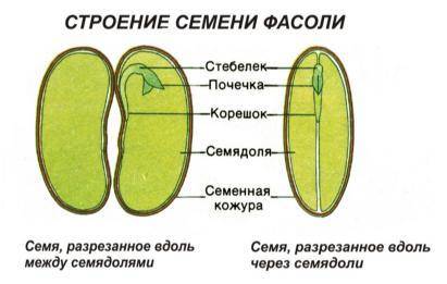 Таблица из каких частей состоит семя