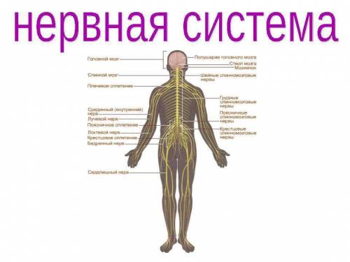 Какие функции выполняет нервная система в жизни человека и животных?