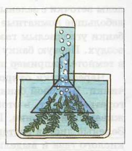 Понаблюдай в аквариуме, как листья элодеи будут выделять на свету кислород. зарисуй, как выглядит эт